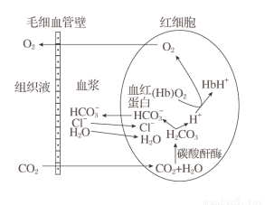 珊瑚需要氧气还是二氧化碳